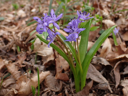 Scilla buekkensis