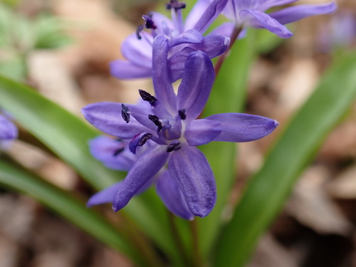 Scilla buekkensis