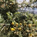 Acacia dolichocephala