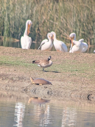iNaturalist observation photo of Spiny Softshell