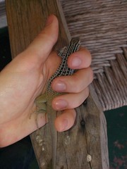 Aspidoscelis scalaris