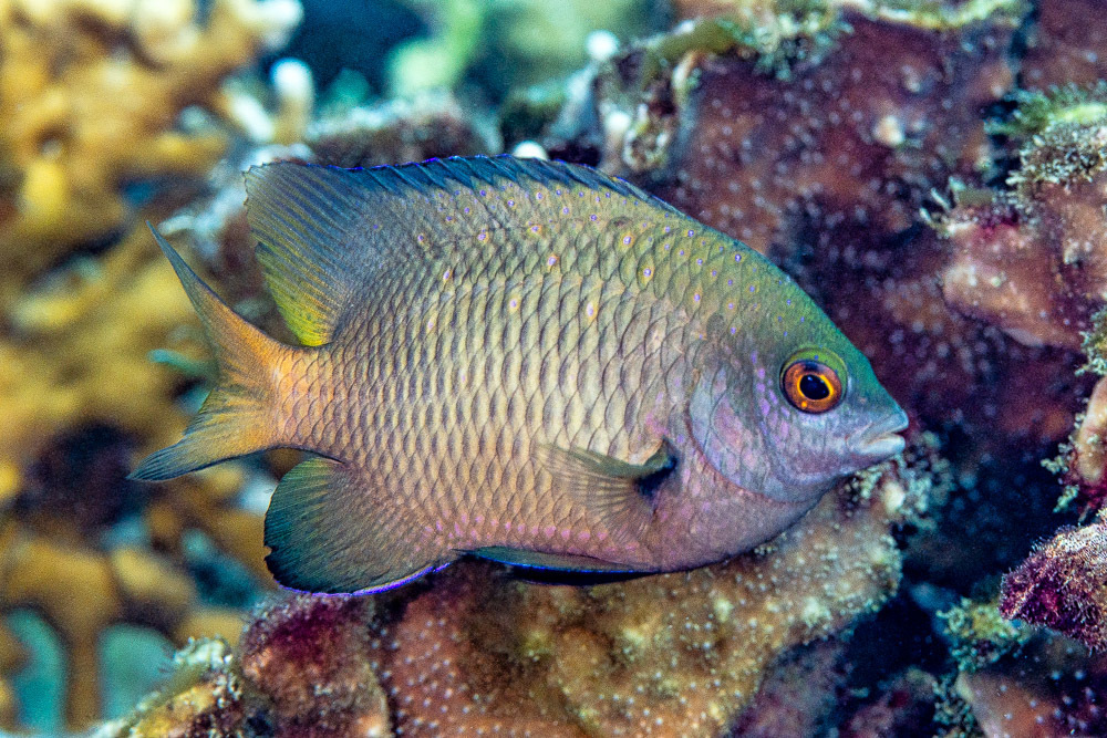 Jewel damsel (Plectroglyphidodon lacrymatus) — Pomacentridae