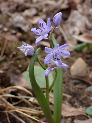 Scilla buekkensis