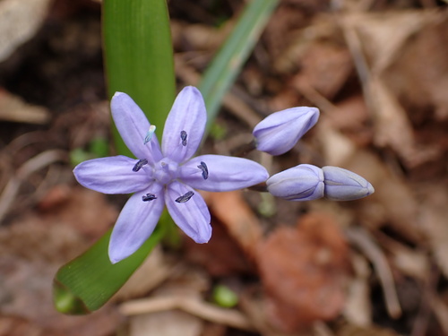 Scilla buekkensis