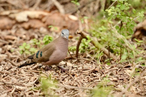 Tourtelette émeraudine (Turtur chalcospilos)
