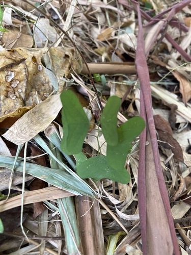 Passiflora bicornis, 2025-03-09