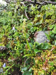 Pseudorchis straminea