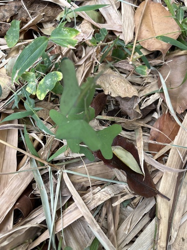 Passiflora bicornis, 2025-03-09