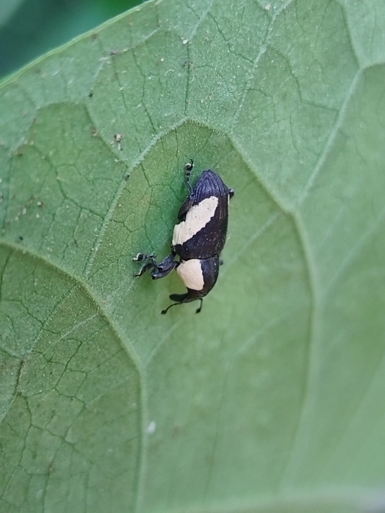Peridinetus distinctus