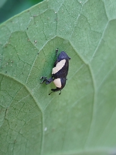 Peridinetus distinctus