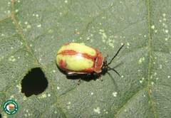 Alagoasa condensa