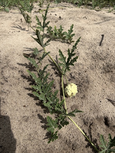 Gemsbok cucumber