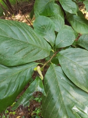 Magnolia acuminata
