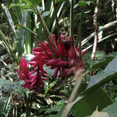 Alpinia purpurata
