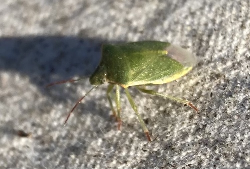 iNaturalist observation photo of Red-shouldered Stink Bug