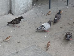 Columba livia domestica