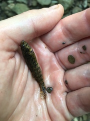 Etheostoma zonale