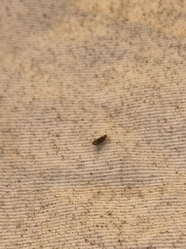 iNaturalist observation photo of Typical Leafhoppers