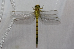 Ceratogomphus pictus