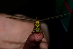 Ceratogomphus pictus