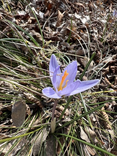Crocus variegatus, photograph 6
