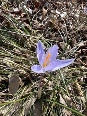 Crocus variegatus, photograph author not stated, no rights reserved