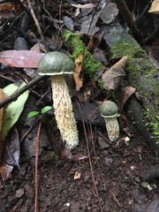 Austroboletus neotropicalis