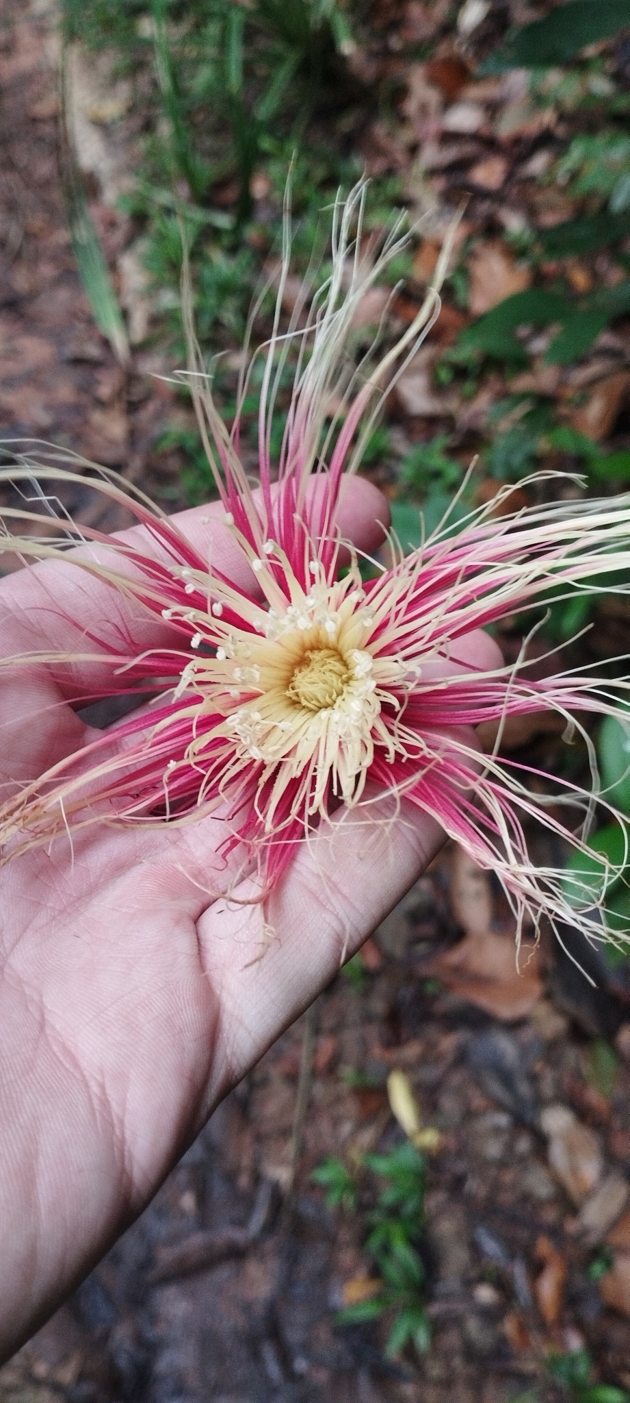 Careya arborea (Careya arborea)