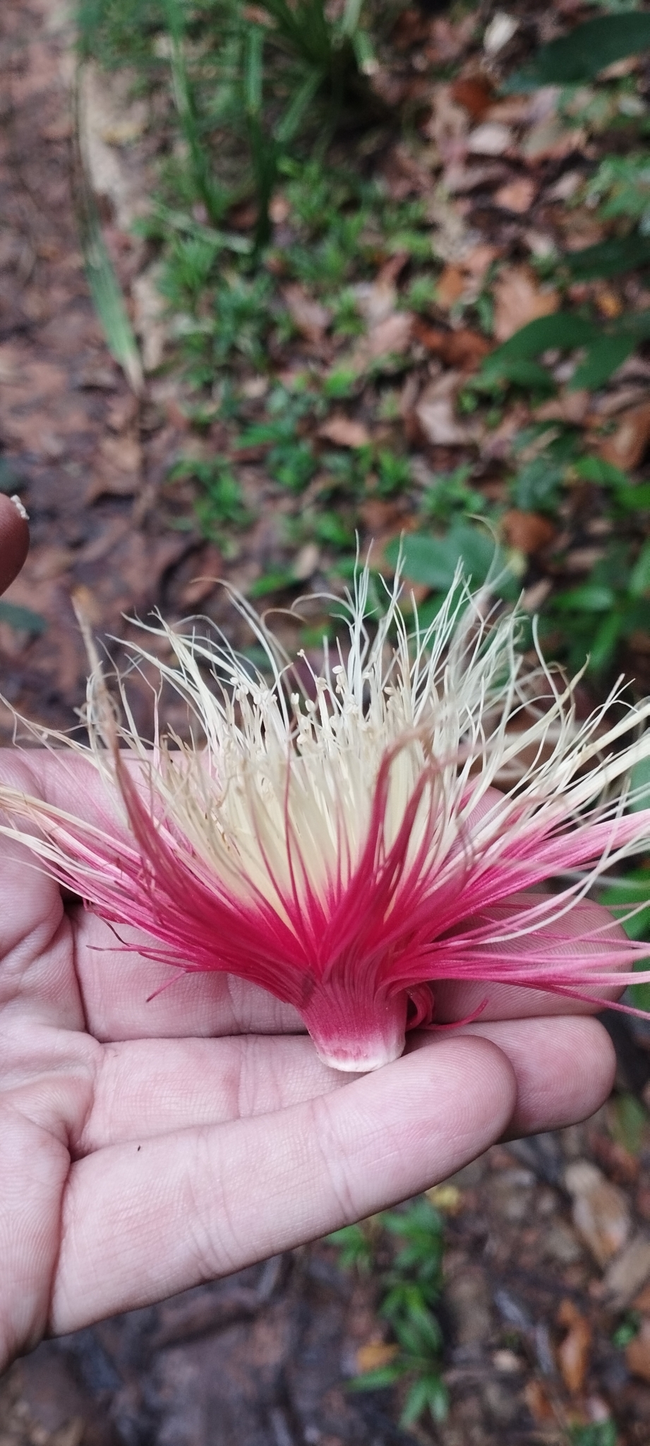 Careya arborea — ảnh 2