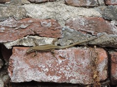 Podarcis muralis maculiventris
