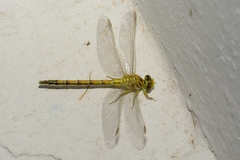 Ceratogomphus pictus