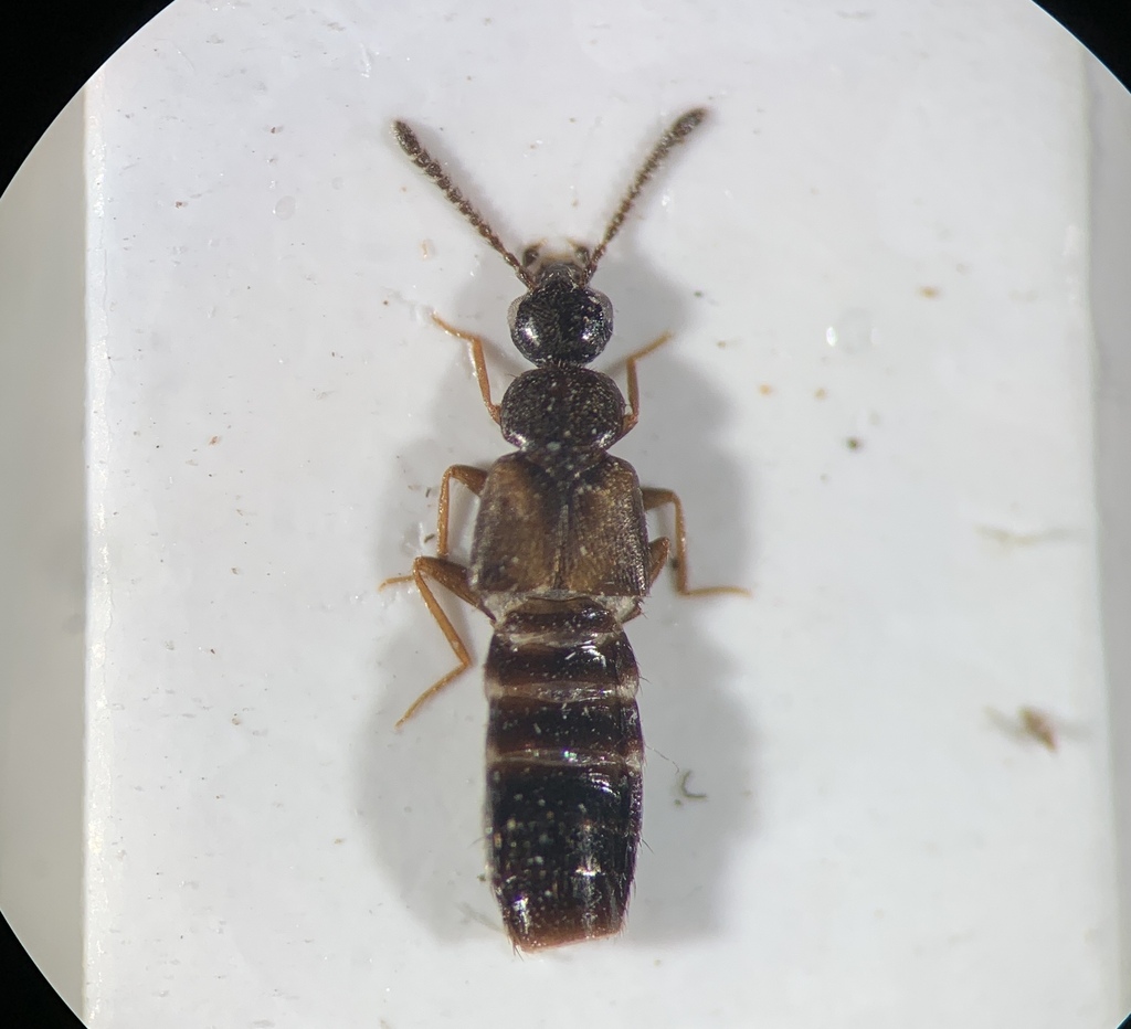 Atheta pasadenae