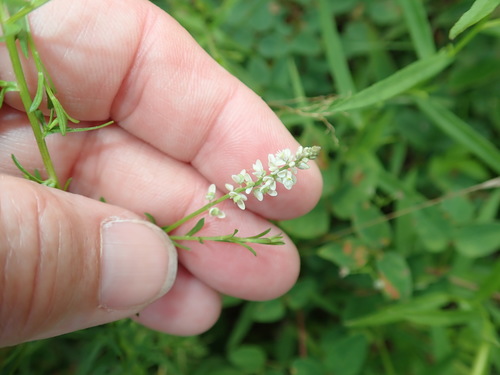 Polygala ambigua iNat (3)