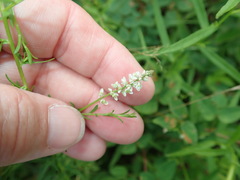 Polygala ambigua