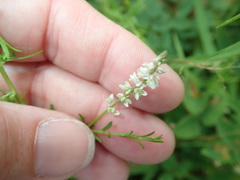 Polygala ambigua