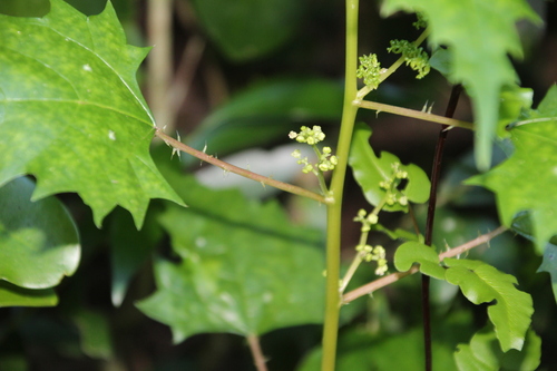 Laportea grossa, photograph 1