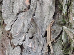 Podarcis muralis maculiventris