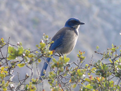 Aphelocoma insularis