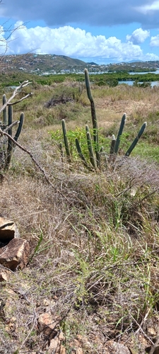 Image of Pilosocereus Armatus (Pilosocereus armatus) by no rights reserved