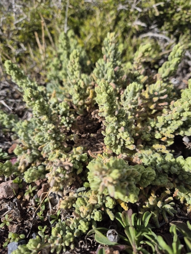 Teucrium charidemi, photograph 5