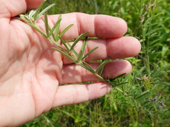 Lespedeza angustifolia