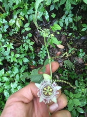 Passiflora exsudans