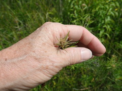 Lespedeza angustifolia