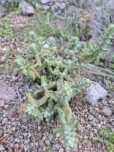 Teucrium charidemi, photograph 3