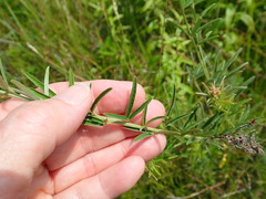 Lespedeza angustifolia