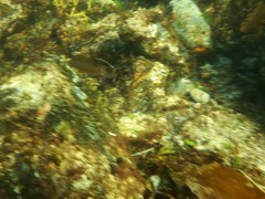 Hexagrammos decagrammus