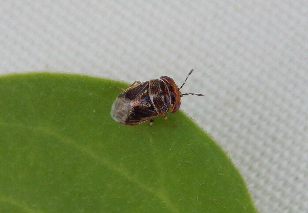 Geocoris junodi