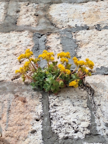 Image of Sedum palmeri by (c) Flora_DUMO, some rights reserved (CC BY)