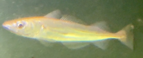 Blue whiting (Merluccius australis) — Merlucciidae