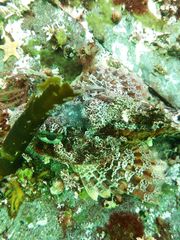 Hemilepidotus hemilepidotus